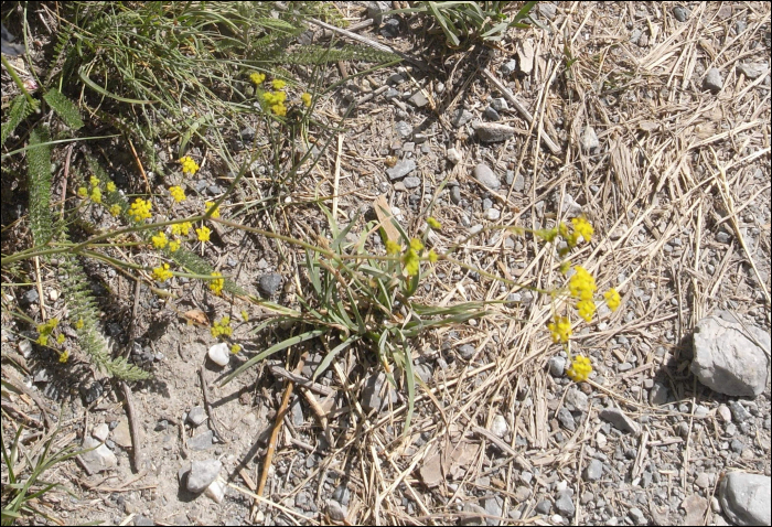 Bupleurum falcatum L.