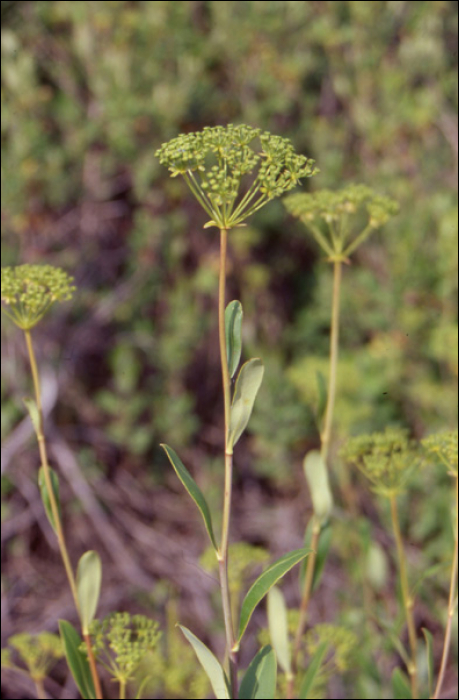 Bupleurum fruticosum L.