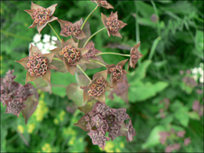 Bupleurum longifolium