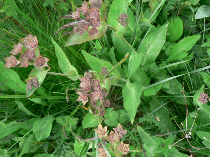 Bupleurum longifolium