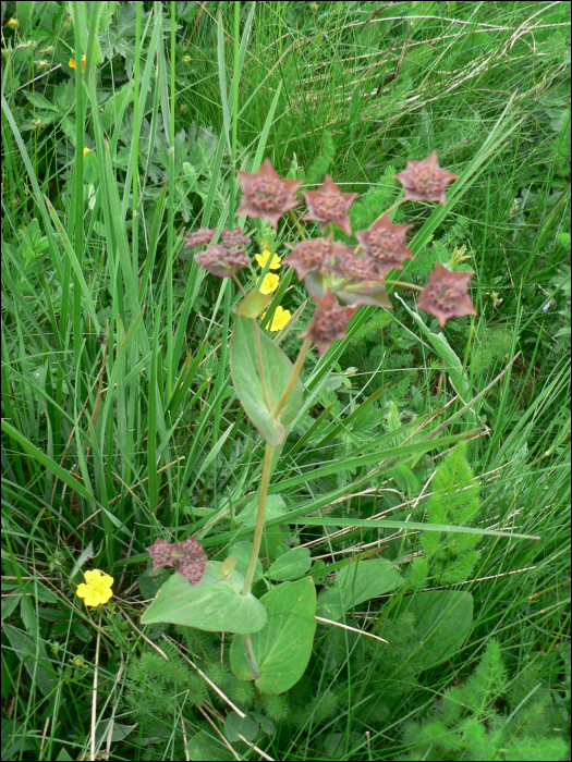 Bupleurum longifolium