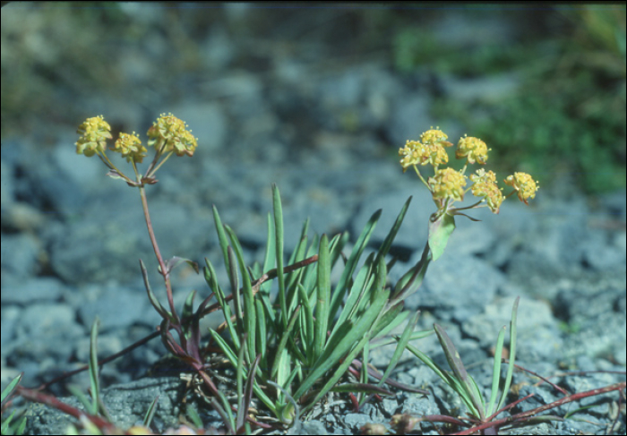 Bupleurum ranunculoïdes L.