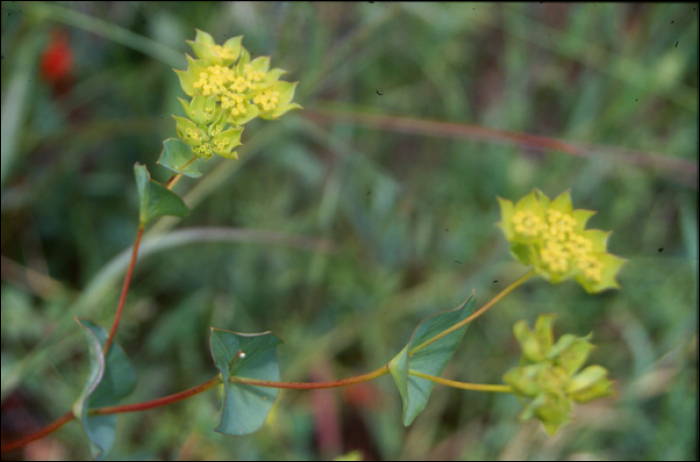 Bupleurum rotundifolium L.