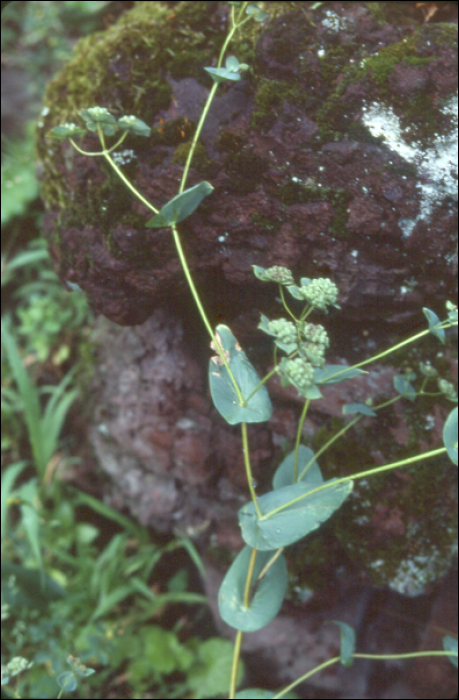 Bupleurum rotundifolium L.