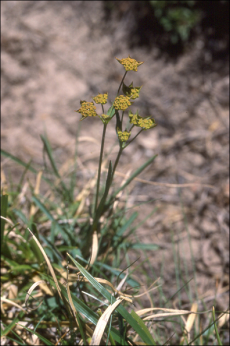 Bupleurum stellatum L.