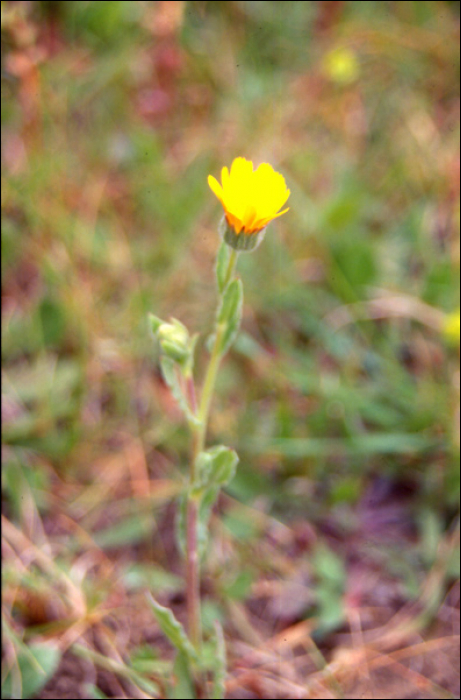 Calendula arvensis