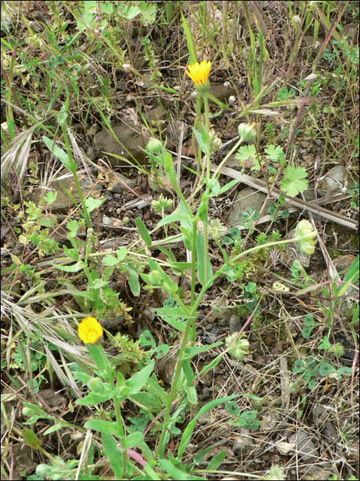 Calendula arvensis