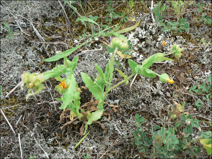 Calendula arvensis