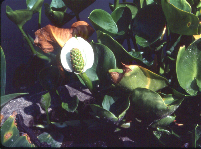 Calla palustris L.