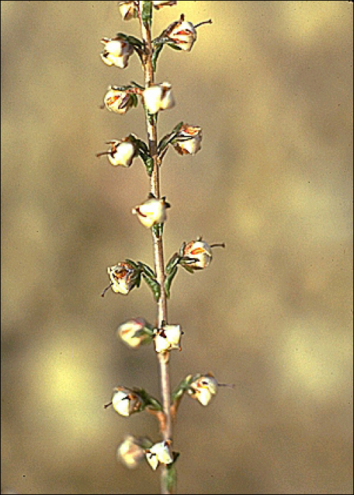 Calluna vulgaris Hull.