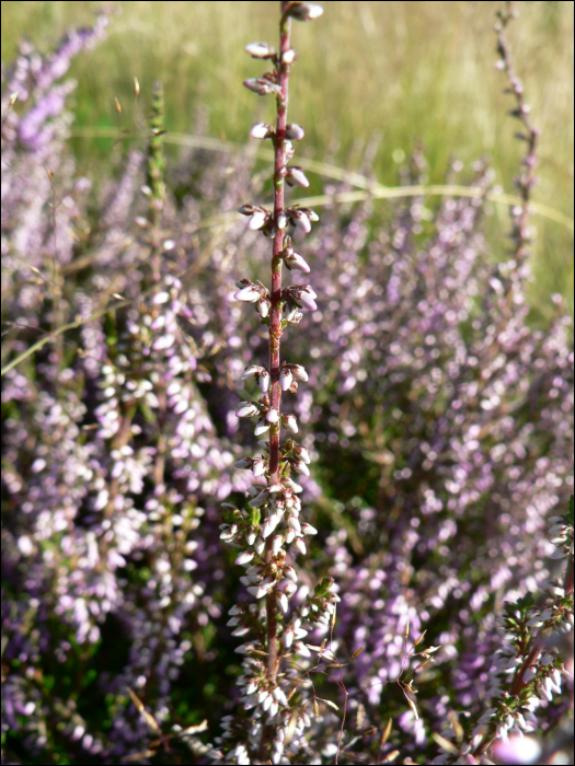 Calluna vulgaris Hull.