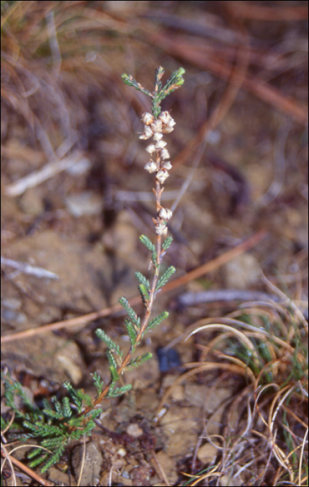 Calluna vulgaris Hull.