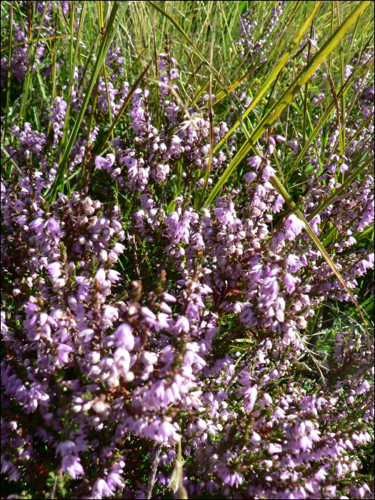 Calluna vulgaris Hull.