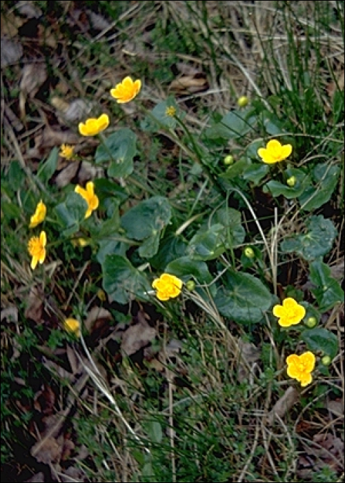 Caltha palustris L.