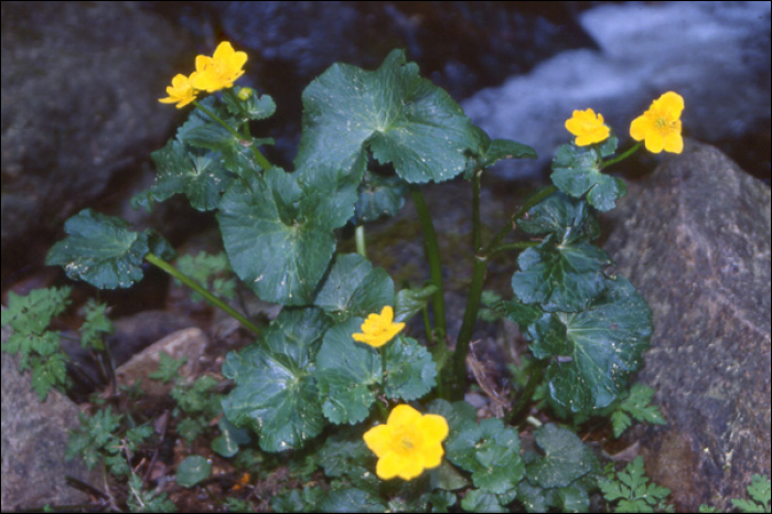 Caltha palustris L.