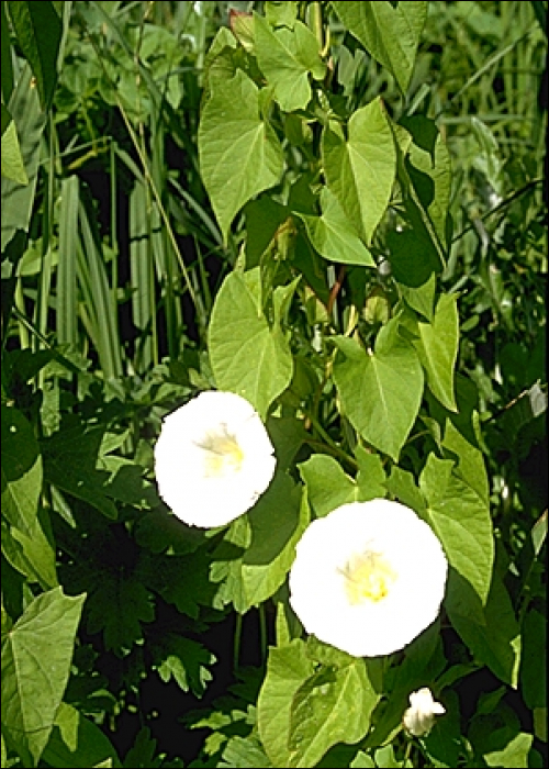 Calystegia sepium R. Br. (=Convolvulus sepium L. )