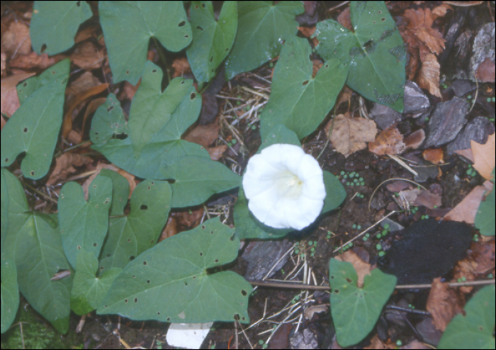 Calystegia sepium R. Br. (=Convolvulus sepium L. )