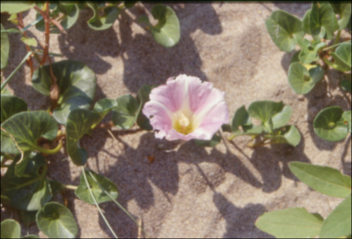 Calystegia soldanella