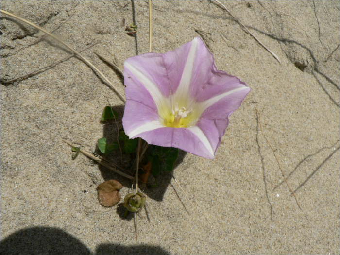 Calystegia soldanella