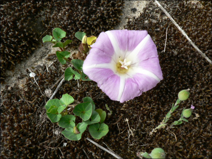 Calystegia soldanella