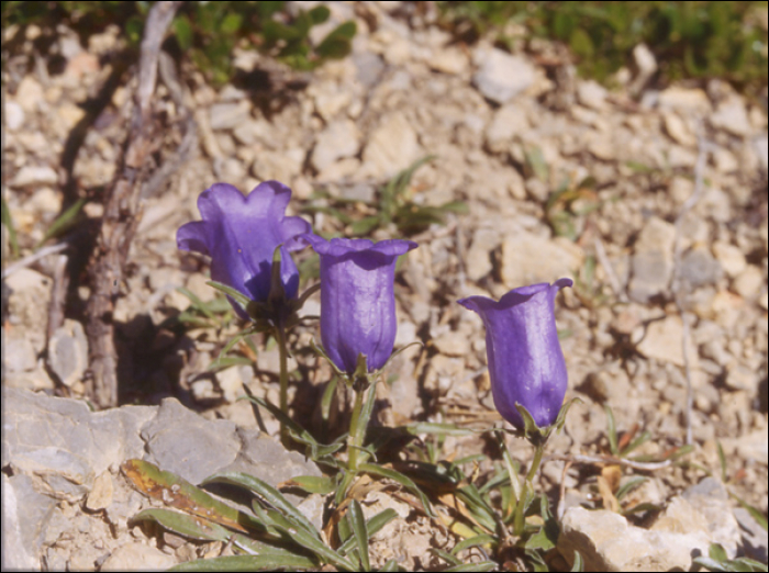 Campanula alpestris All. (=Campanula allionii )