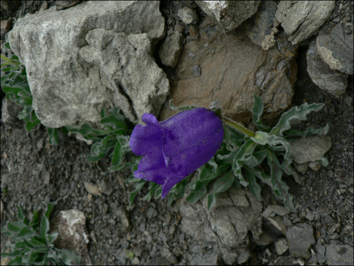 Campanula alpestris All. (=Campanula allionii )