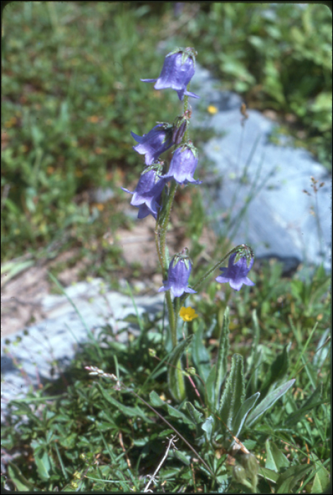 Campanula barbata L.