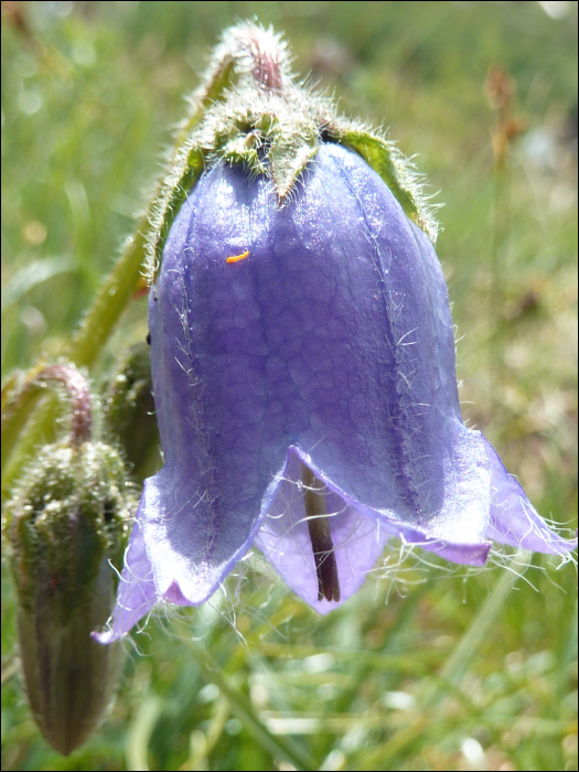 Campanula barbata L.