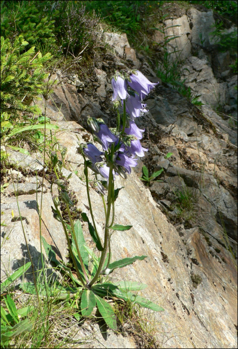 Campanula barbata L.