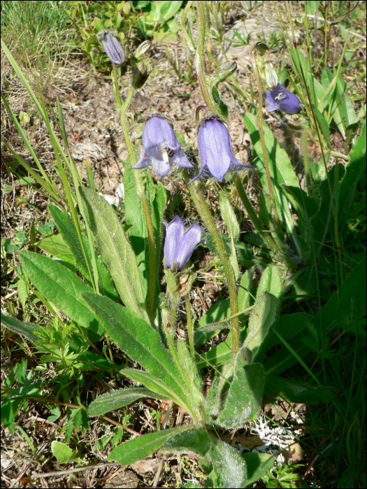 Campanula barbata L.