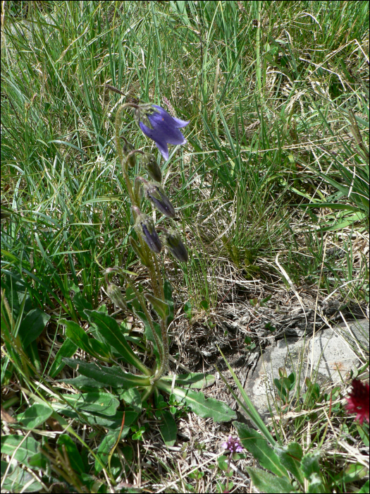 Campanula barbata L.