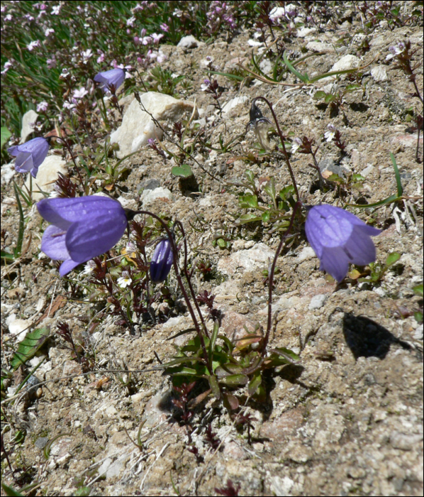 Campanula cochleariifolia Lam.