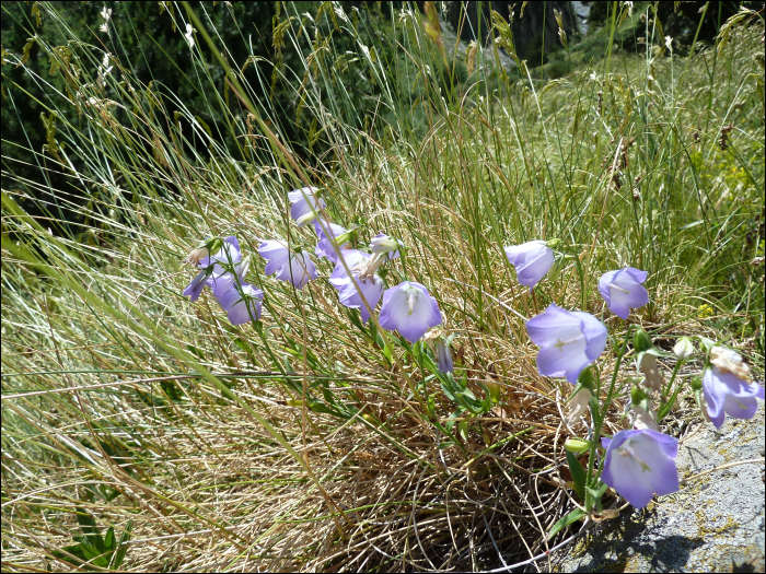 Campanula cochleariifolia Lam.