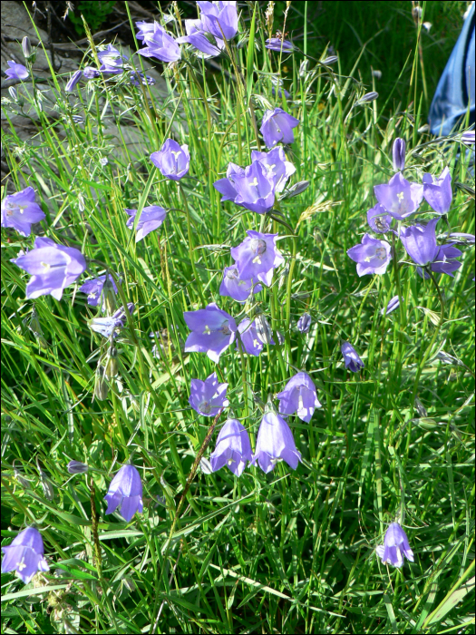 Campanula cochleariifolia Lam.