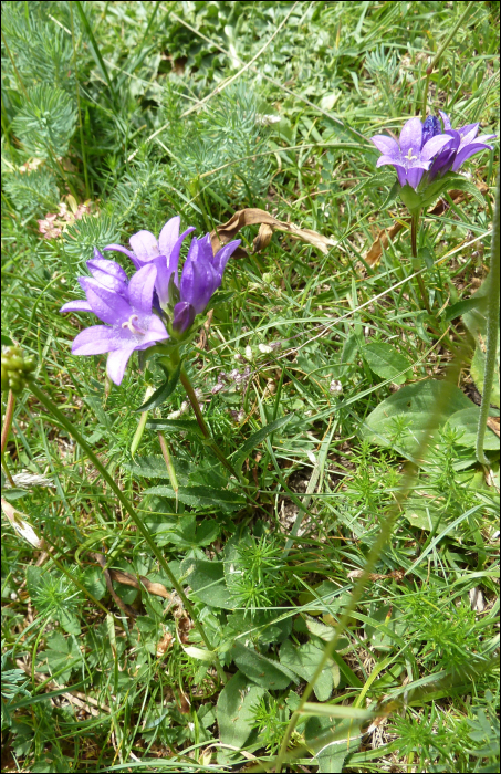 Campanula glomerata L.