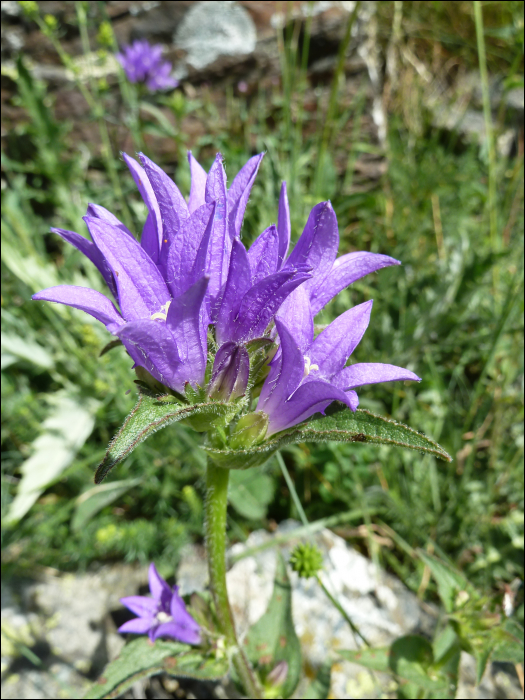 Campanula glomerata L.