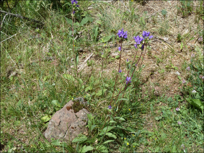 Campanula glomerata L.