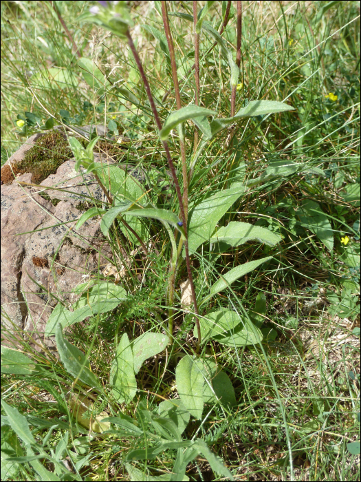 Campanula glomerata L.