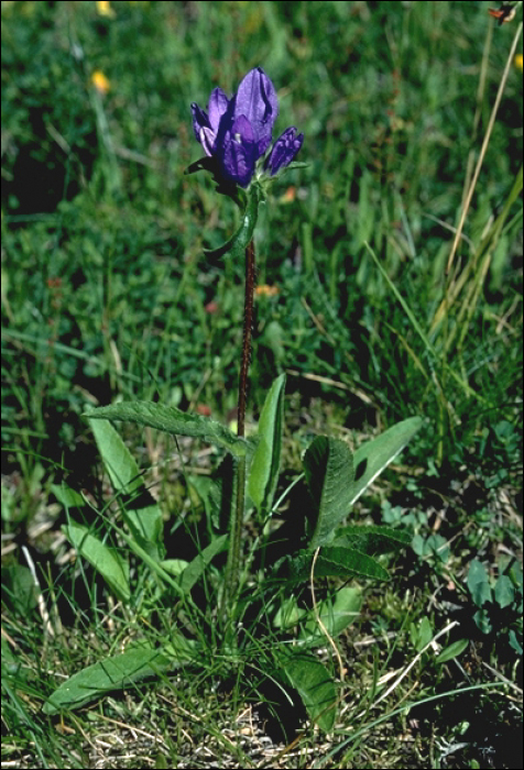 Campanula glomerata L.