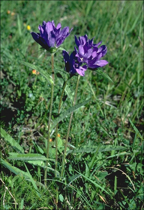 Campanula glomerata L.