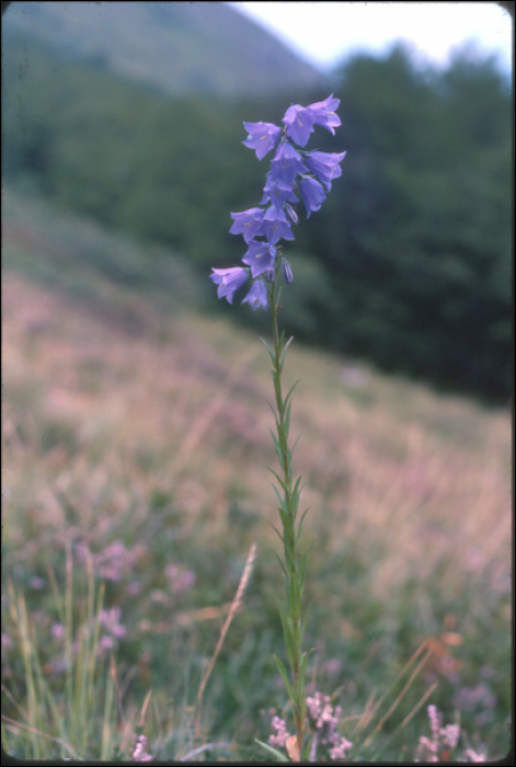 Campanula lanceolata Lapeyr. (=Campanula linifolia)