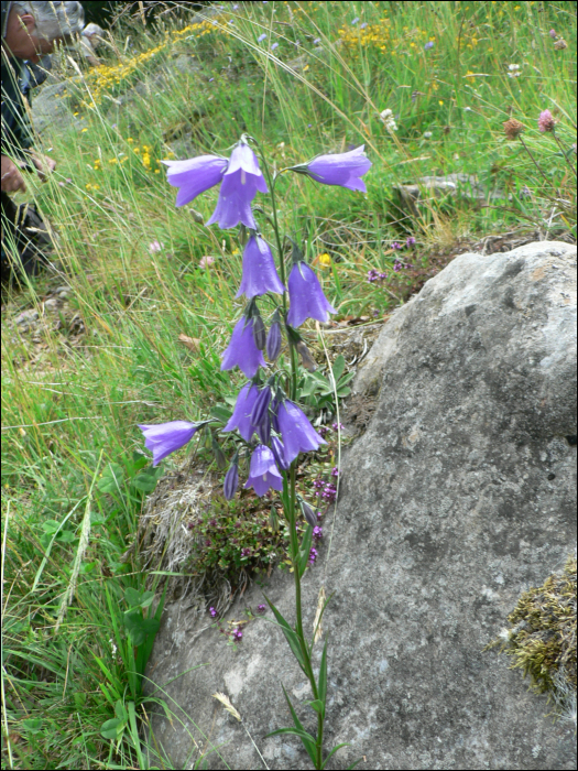 Campanula lanceolata Lapeyr. (=Campanula linifolia)