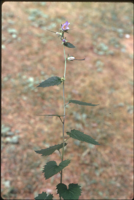 Campanula latifolia L.