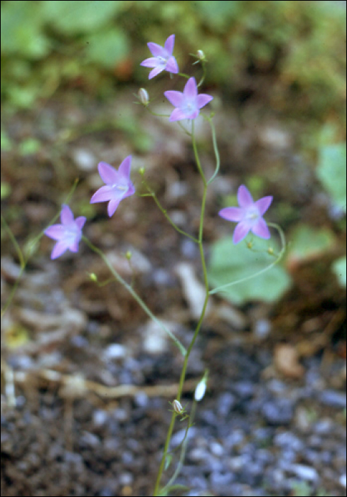 Campanula patula L.