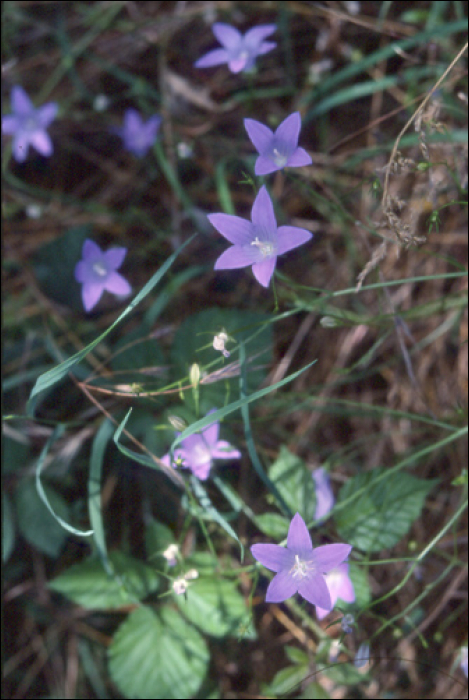 Campanula patula L.