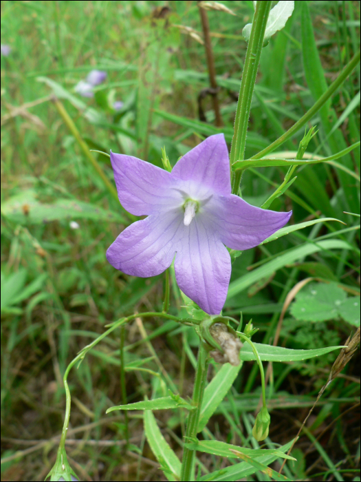 Campanula patula L.