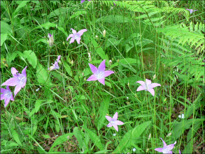 Campanula patula L.