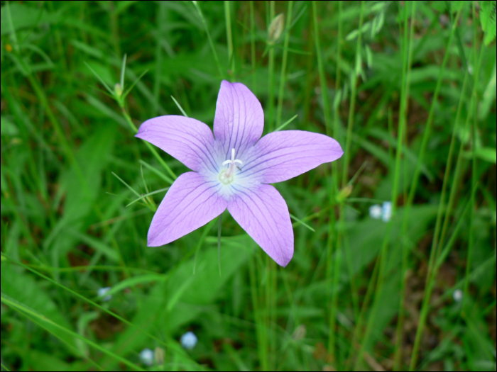 Campanula patula L.