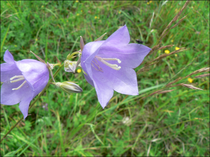 Campanula persicifolia L.