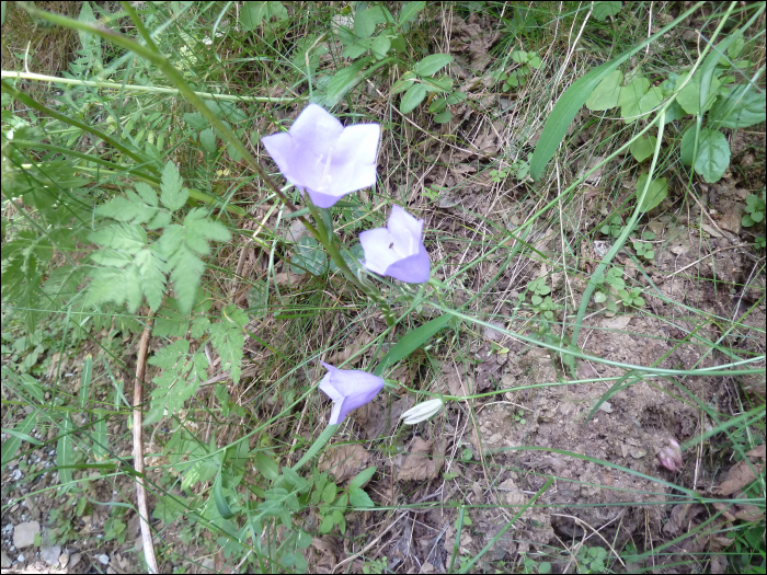 Campanula persicifolia L.